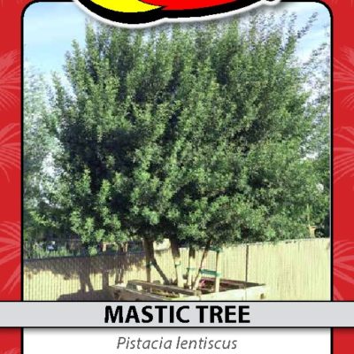 MASTIC TREE