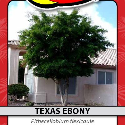 TEXAS EBONY