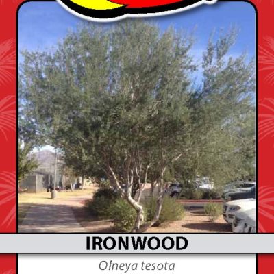IRONWOOD