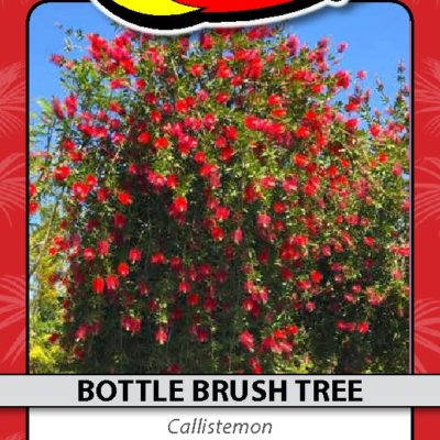 BOTTLE BRUSH TREE