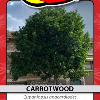CARROTWOOD
