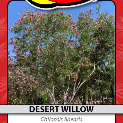 DESERT WILLOW