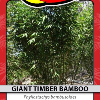 GIANT TIMBER BAMBOO