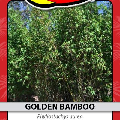 GOLDEN BAMBOO