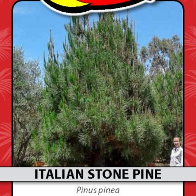 ITALIAN STONE PINE