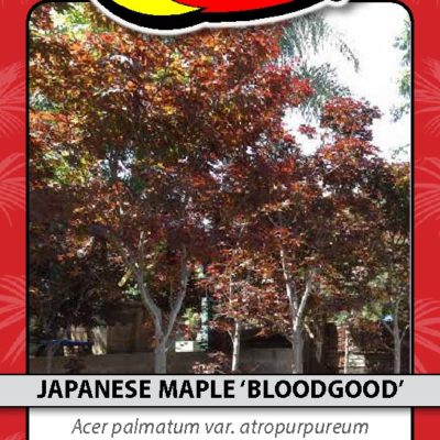 JAPANESE MAPLE 'BLOODGOOD'
