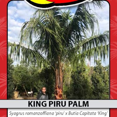 KING PIRU PALM