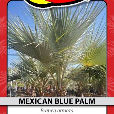 MEXICAN BLUE PALM