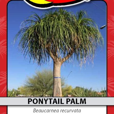 PONYTAIL PALM