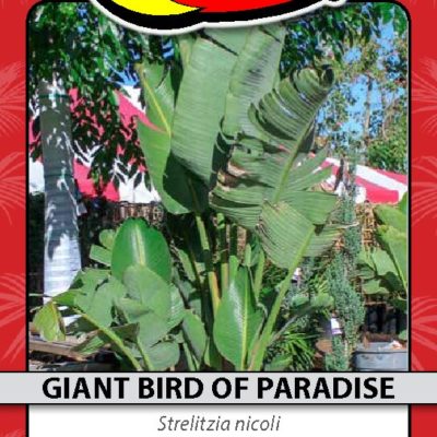 GIANT BIRD OF PARADISE