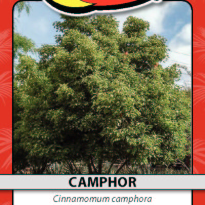 CAMPHOR