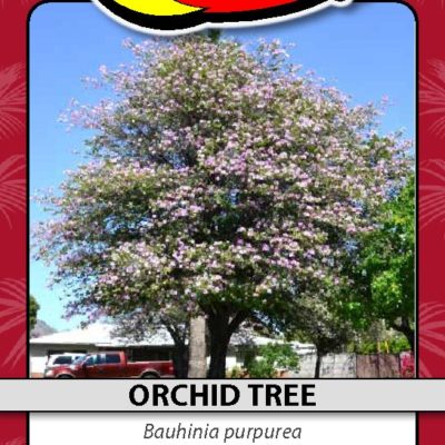 ORCHID TREE