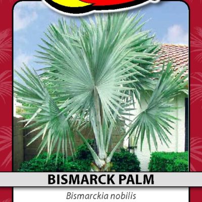 BISMARCK PALM