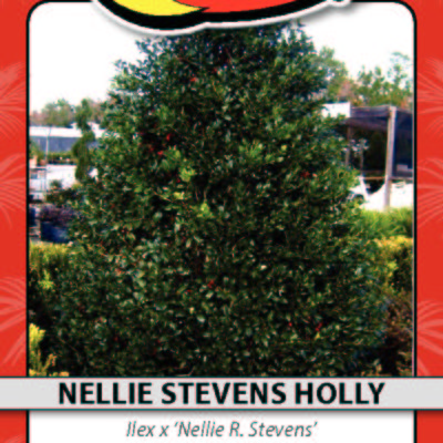 NELLIE STEVENS HOLLY