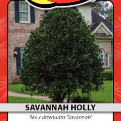 SAVANNAH HOLLY