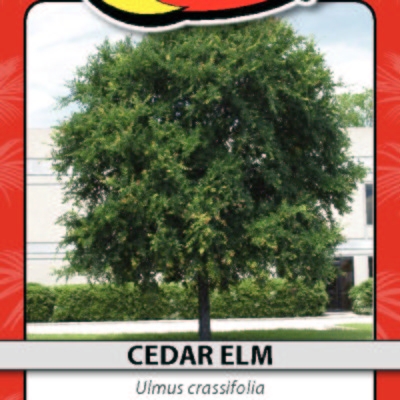 CEDAR ELM