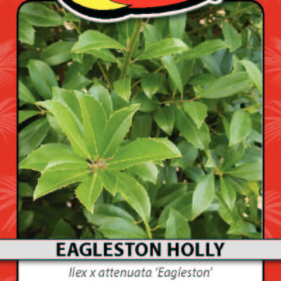 EAGLESTON HOLLY