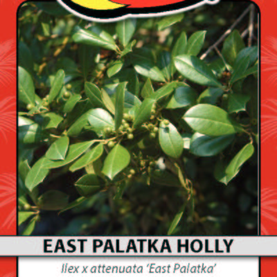 EAST PALATKA HOLLY