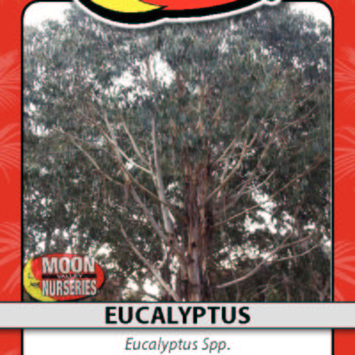 EUCALYPTUS
