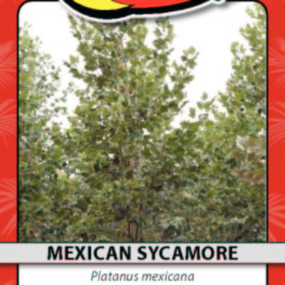 MEXICAN SYCAMORE
