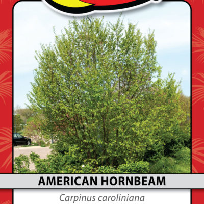 AMERICAN HORNBEAM