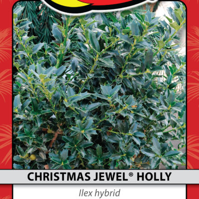 CHRISTMAS JEWEL® HOLLY