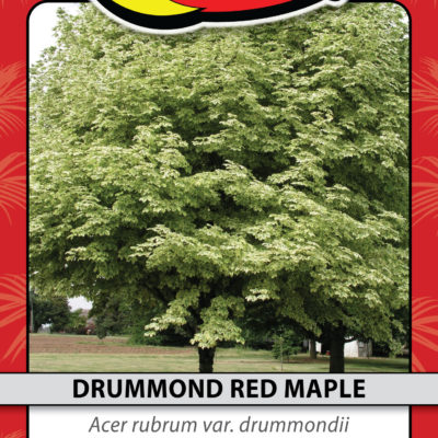 DRUMMOND RED MAPLE