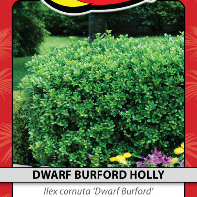 DWARF BURFORD HOLLY