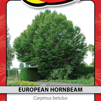 EUROPEAN HORNBEAM