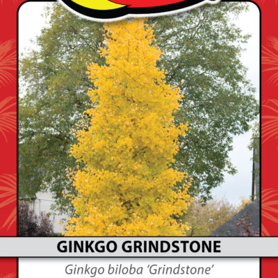 GINKGO GRINDSTONE