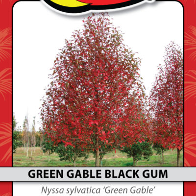 GREEN GABLE BLACK GUM