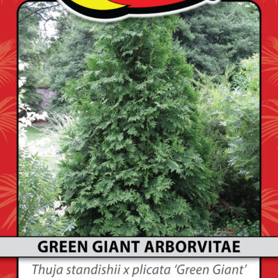 GREEN GIANT ARBORVITAE