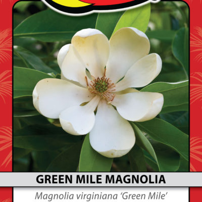 GREEN MILE MAGNOLIA