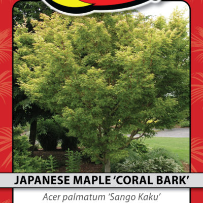 JAPANESE MAPLE 'CORAL BARK'