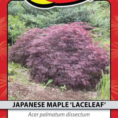 JAPANESE MAPLE 'LACELEAF'