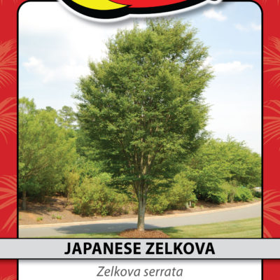 JAPANESE ZELKOVA