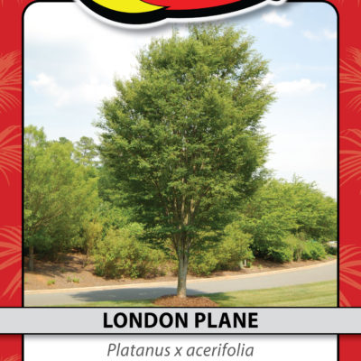 LONDON PLANE