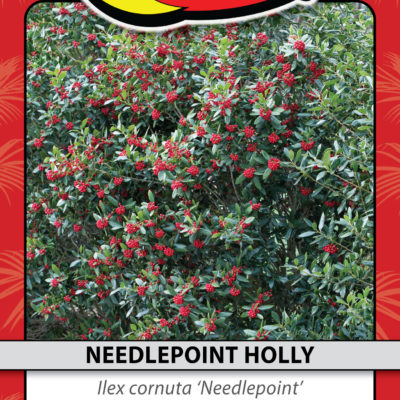 NEEDLEPOINT HOLLY