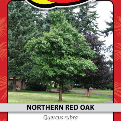 NORTHERN RED OAK
