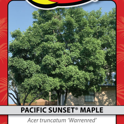 PACIFIC SUNSET® MAPLE