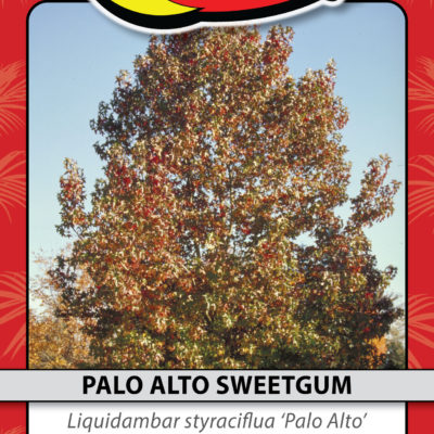 PALO ALTO SWEETGUM
