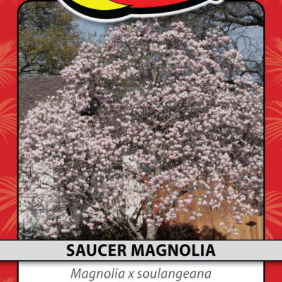 SAUCER MAGNOLIA