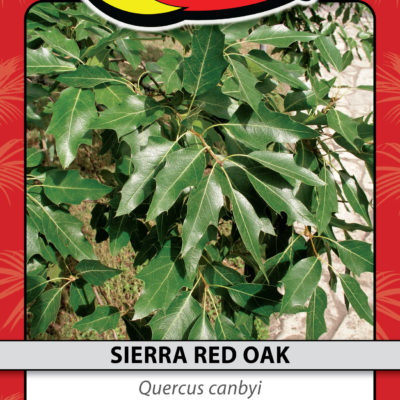 SIERRA RED OAK