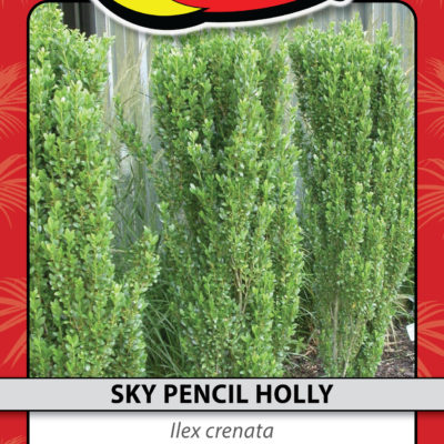 SKY PENCIL HOLLY