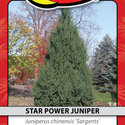 STAR POWER JUNIPER