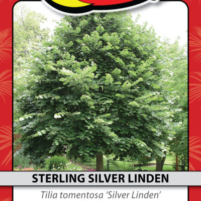 STERLING SILVER LINDEN