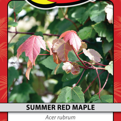 SUMMER RED MAPLE