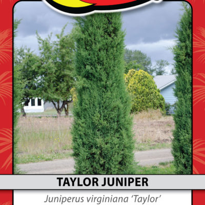 TAYLOR JUNIPER