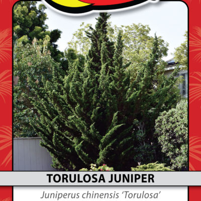 TORULOSA JUNIPER