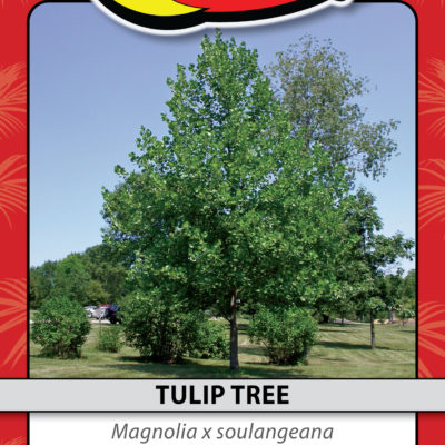 TULIP TREE